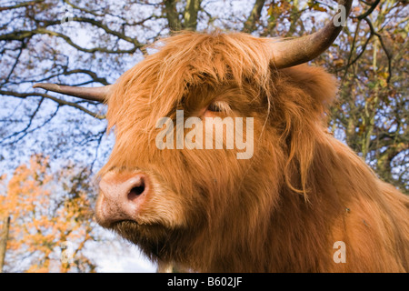 La Grande-Bretagne UK Highland Cow Head et face close up Banque D'Images