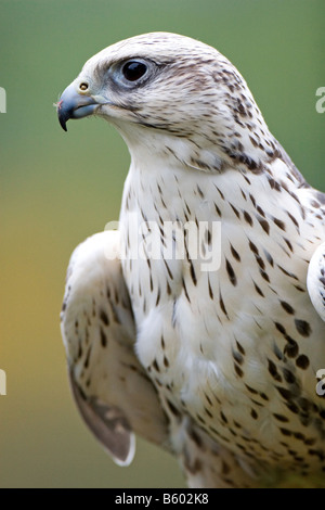 Gerfalke (Falco rusticolus) Banque D'Images