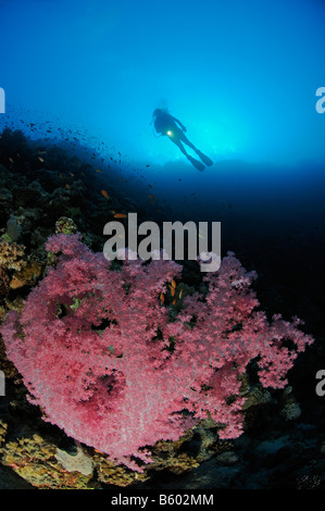 Corail mou Klunzingers Dendronephthya klunzingeri et scuba diver à coral reef , Mer Rouge Banque D'Images