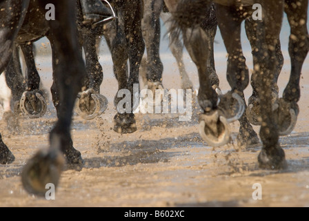 Les chevaux de l'exercice à Holkham, North Norfolk Banque D'Images