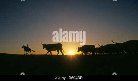 Un cowboy un groupe de troupeaux bovins Texas Longhorn lors d'un transport de bétail sur un grand ranch dans le Texas Hill Country de Banque D'Images