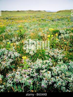 La flore des dunes à Newborough Warren SSSI, Anglesey. Le Nord du Pays de Galles. Banque D'Images