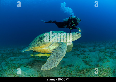 Echeneis naucrates Chelonia mydas Chelonia mydas Green seaturtle et Sharksucker, Mer Rouge Banque D'Images