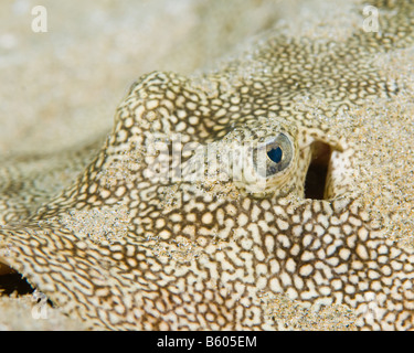 Head shot of a yellow Stingray. Banque D'Images