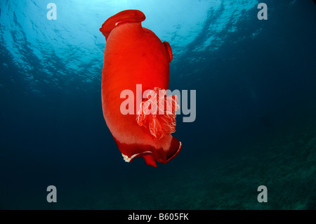 Hexabranchus sanguineus danseuse espagnole, Mer Rouge Banque D'Images