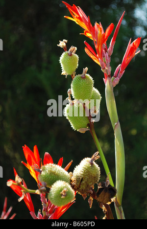 Jardin Des fleurs au Musée Thiruvananthapuram Banque D'Images