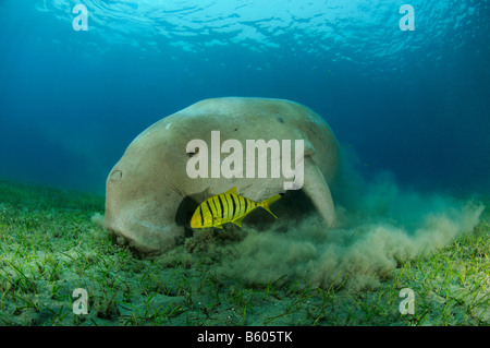 Dugong dugon, Gnathanodon speciosus, Dugong avec juvenile Golden trevally, Mer Rouge Banque D'Images