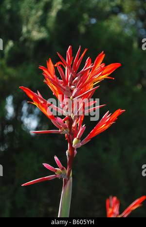Jardin Des fleurs au Musée Thiruvananthapuram Banque D'Images