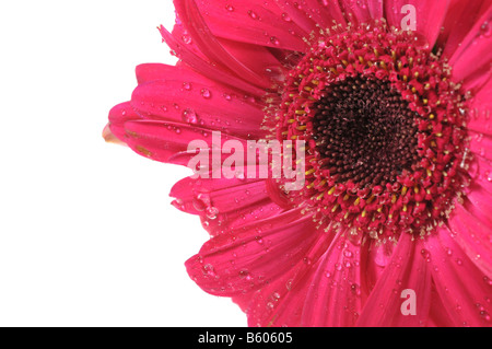 Macro sur une marguerite rouge fleur Banque D'Images