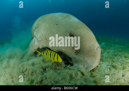 Dugong dugon, Gnathanodon speciosus, Dugong avec juvenile Golden trevally, Mer Rouge Banque D'Images