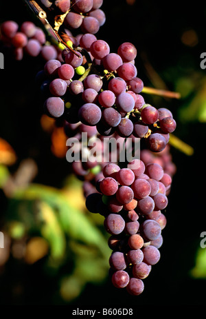 La récolte de raisins Concord, ARCHER VIGNOBLES, VILLE DE NORTH EAST, Erie County, California, USA Banque D'Images