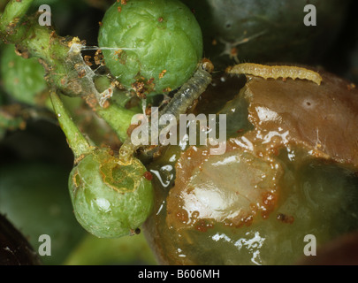 La tordeuse de la vigne européenne Lobesia botrana chenilles sur raisin endommagé Banque D'Images