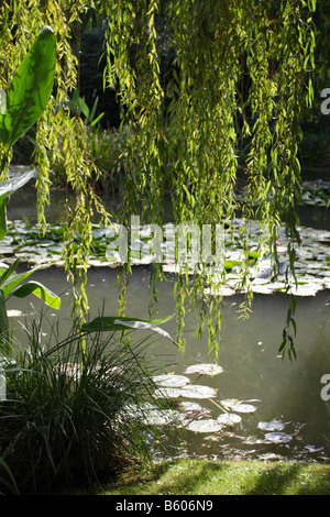 Avis de Claude Monet's célèbre étang vus à travers un saule. Jardin d'eau, la Fondation Claude Monet, Giverny. Banque D'Images