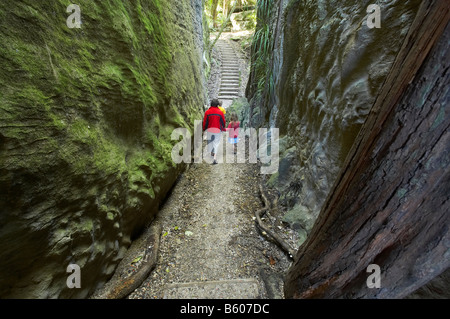 La voie par la fente Canyon dans le calcaire Grove Scenic Reserve près de Takaka Golden Bay Nelson Region ile sud Nouvelle Zelande Banque D'Images