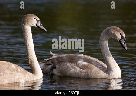 Close up de deux cygnes tuberculés juvéniles Natation Banque D'Images