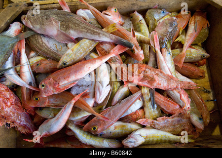 Poisson frais à vendre dans un magasin Banque D'Images