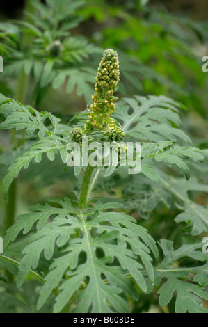 L'herbe à poux annuel, petite herbe à poux (Ambrosia artemisiifolia). Jeune plante avec des boutons de fleurs Banque D'Images