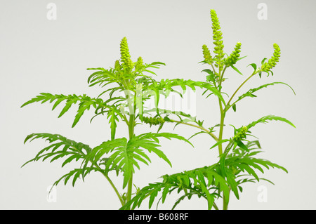 L'herbe à poux annuel, petite herbe à poux (Ambrosia artemisiifolia). Ce qui est ramitas avec des boutons de fleurs Banque D'Images