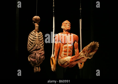 'Gunther von Hagen' 'body world' 'body works' plastination Banque D'Images