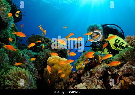 Lyratail anthias Pseudanthias squamipinnis et scuba diver, Mer Rouge Banque D'Images