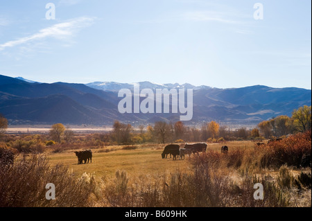 Ferme de bétail à l'automne avec les montagnes de la Sierra Nevada dans la distance, High Sierra sur nous 395 juste au sud du Nevada, Californie Banque D'Images