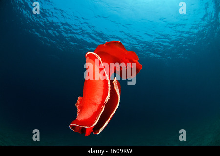 Hexabranchus sanguineus danseuse espagnole, Mer Rouge Banque D'Images