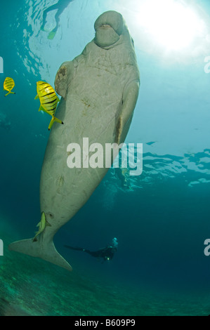 Dugong dugon, Gnathanodon speciosus, Dugong avec juvenile Golden trevally, Mer Rouge Banque D'Images