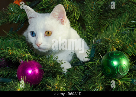 Un seul chat blanc, avec des yeux de couleur différente, est assis dans un arbre de Noël avec des boules rouges sur rose et vert. Banque D'Images