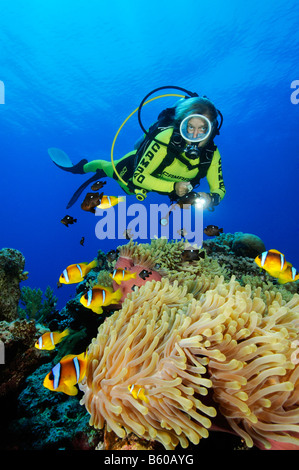Amphiprion bicinctus Heteractis magnifica mer Rouge poisson clown en anémone de mer magnifique ou Ritteri anemone et scuba diver Banque D'Images