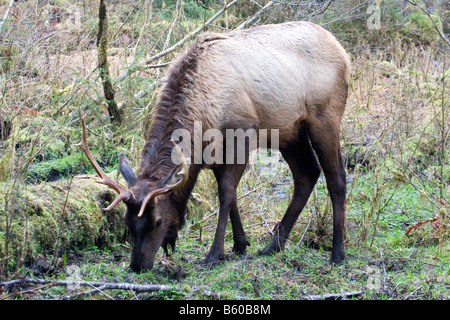 Le wapiti de Roosevelt un près de l'alimentation dans la rivière Hoh Olympic National Park Washington Banque D'Images