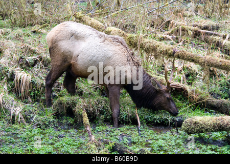 Le wapiti de Roosevelt un rss près du Hoh River dans le parc national Olympic Washington Banque D'Images