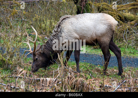 Le wapiti de Roosevelt un rss près du Hoh River dans le parc national Olympic Washington Banque D'Images