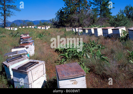 Ruches dans un champ dans la vallée de l'Okanagan, en Colombie-Britannique, Colombie-Britannique, Canada - l'apiculture dans les boîtes d'abeilles en bois Banque D'Images