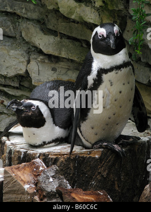 Deux Manchot (également appelé putois ou manchot Spheniscus demersus) sur l'affichage à un zoo d'Europe. Banque D'Images