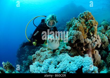 Arothron hispidus puffer annelés, scuba diver avec le poisson-globe, Mer Rouge Banque D'Images