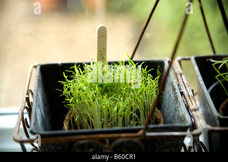 planter des graines Banque D'Images