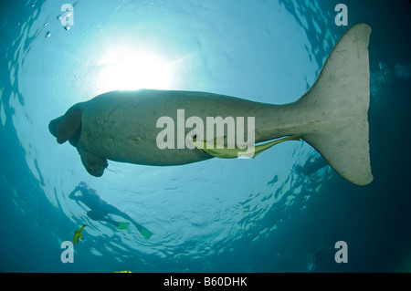 Dugong dugon, Gnathanodon speciosus, Dugong avec juvenile Golden trevally, Mer Rouge Banque D'Images