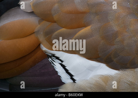 Des profils Egyptian goose Alopochen aegyptiacus plumage Banque D'Images