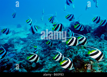 Heniochus diphreutes Bannerfish (scolarisation), le Parc National de Komodo, Site du patrimoine mondial, Komodo, Indonésie, Asie du sud-est Banque D'Images