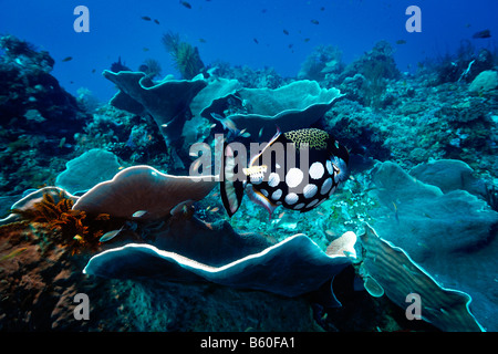 Clown Balistoides conspicillum (Balistes) dans le corail (Turbinaria frondens), le Parc National de Komodo, Site du patrimoine mondial Banque D'Images