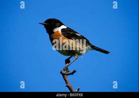 African Stonechat (Saxicola torquata) perché sur une branche, Retszilas, Balaton, Hongrie, Europe Banque D'Images