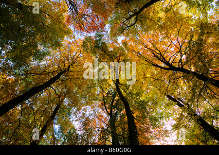 Canopy Hêtre Fagus sylvatica L en automne Novembre UK forestiers Banque D'Images