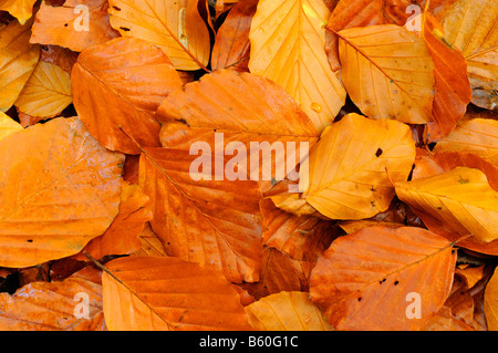 Feuilles de Hêtre Fagus sylvatica L en automne Novembre UK forestiers Banque D'Images