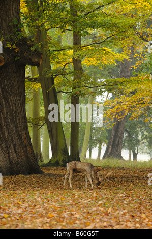 Le daim dama dama stag se nourrissant de sweet chestnut Castanea sativa chablis dans parc Norfolk UK Novembre Banque D'Images