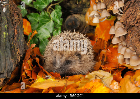 Hérisson erinaceus europaeus en quête de nourriture en automne décor boisé UK Banque D'Images