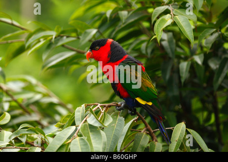 Lory noire tricolore ou Lory (Lorius lory) Banque D'Images