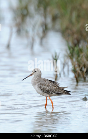 Chevalier arlequin Tringa erythropus à la fin de l'été Septembre UK plumage Banque D'Images