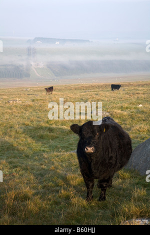 Brume sur la lande de Bodmin cornwall roughtor Banque D'Images