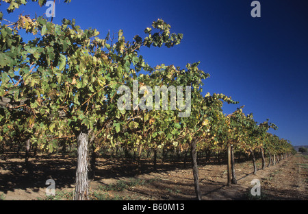 Vignes près de Caucete, la Province de San Juan, Argentine Banque D'Images