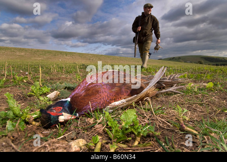 Tournage en faisan West Sussex Photo par Andrew Hasson 3 Octobre 2008 Banque D'Images